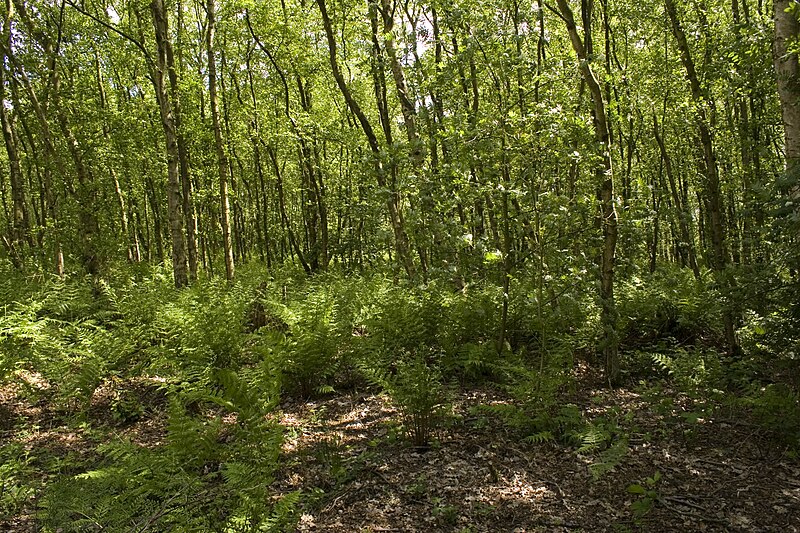 File:Birch Moss covert.jpg