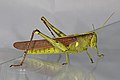 Bird Grasshopper - Schistocerca species, Solon Dixon Forestry Center, Andalusia, Alabama - Flickr - Judy Gallagher.jpg