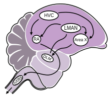 Song-learning pathway in birds Birdbrain.svg