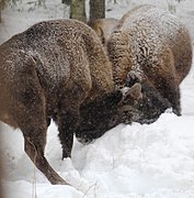 Reserva Bison "Klyazminsko-Lukhsky"