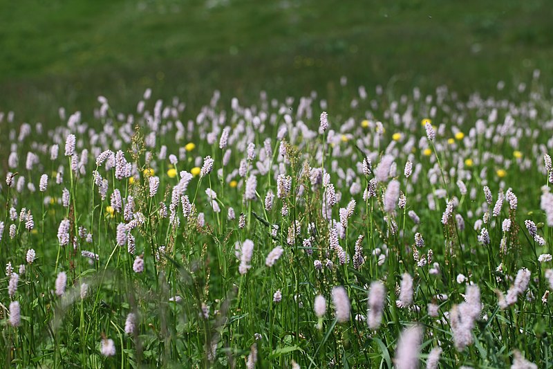 File:Bistorta officinalis, Creux du Van - img 43471.jpg