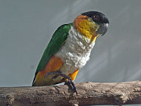 Parrot, Black-headed Pionites melanocephalus