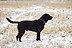 Black Labrador Retriever - Male IMG 3323.jpg