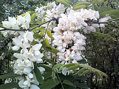 Black Locust