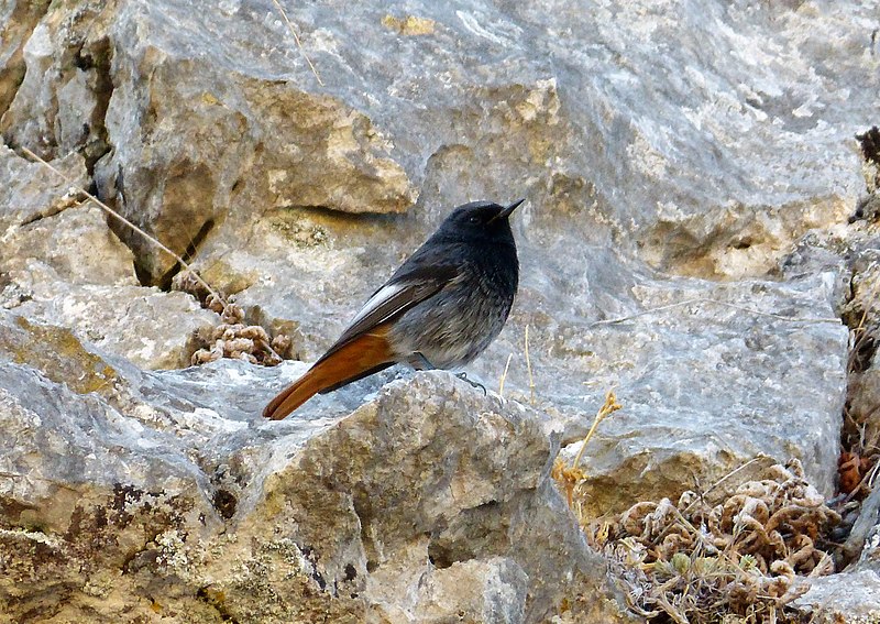 File:Black Redstart. Phoenicurus ochruros (39219200645).jpg