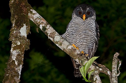 Black and White owl