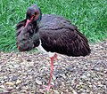 Black stork (Ciconia nigra)