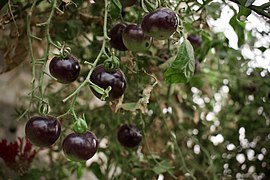 Black tomatoes and red chilis grown in Koye, in the Kurdistan Region of Iraq 13.jpg