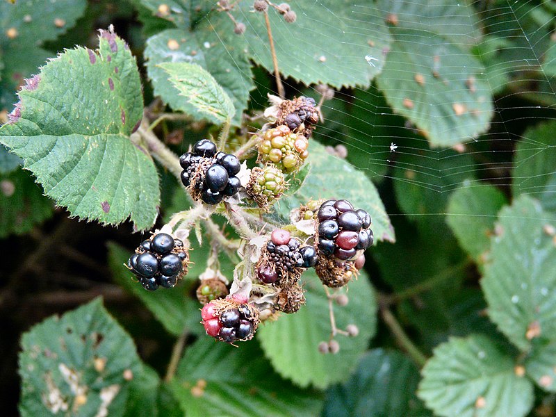 File:Blackberries and a spider's web at Knott Fold - geograph.org.uk - 3641486.jpg