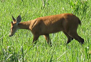 Pantanal: Geographie, Flora und Fauna, Naturschutz