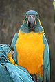 Blue-throated macaws