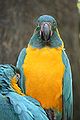 Blue-throated Macaw