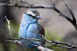 Blue Bird (4449190576).jpg
