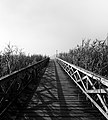 Image 634Boardwalk at Praia América, Galicia, Spain