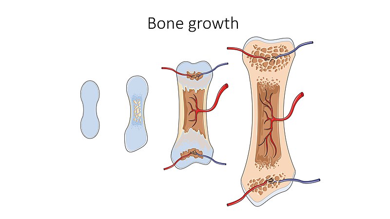File:Bone growth -- Smart-Servier.jpg