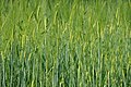 * Nomination Grass textures, Wheat --Böhringer 20:56, 29 September 2013 (UTC) * Promotion Good quality. --Martin Falbisoner 21:32, 29 September 2013 (UTC)