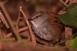 <span class="mw-page-title-main">Sulawesi bush warbler</span> Species of bird