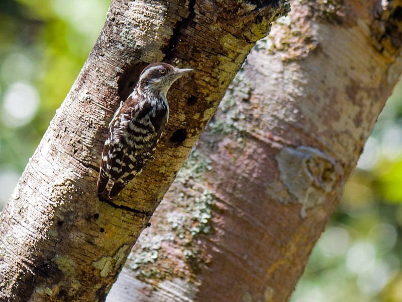 File:Brown-capped Pygmy Woodpecker (24155980636).jpg