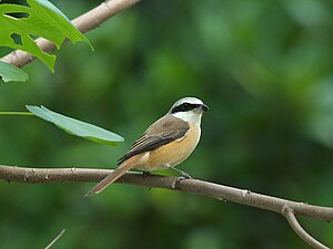 Picanço-pardo (Lanius cristatus), macho da subespécie L. c.  lucionensis