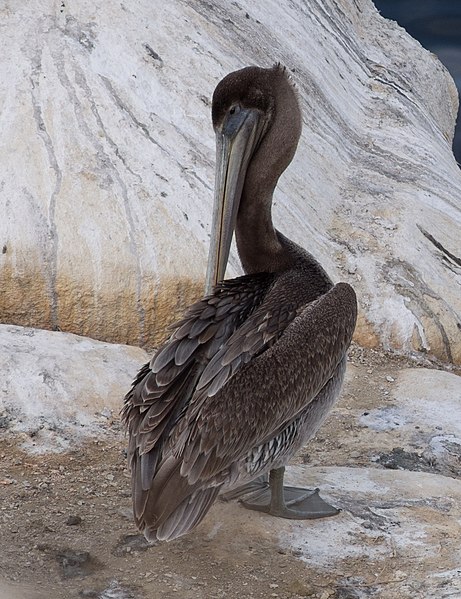 File:Brown pelican in La Jolla (70638).jpg