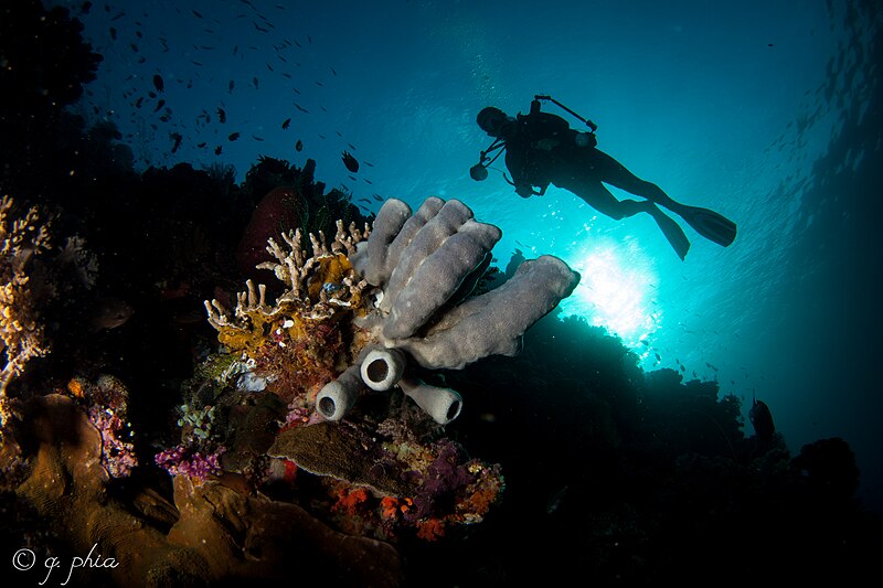 File:Bruce over corals, malabea east, wakatobi, 2018 (45813123991).jpg