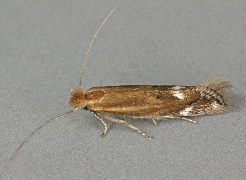 File:Bucculatrix maritima, Talacre, North Wales, June 2012 (20127489899).jpg