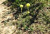 File:Bulbine lagopus, Uniondale, South Africa - 20101017-03.jpg