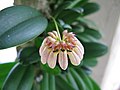 Bulbophyllum roxburghii flowers