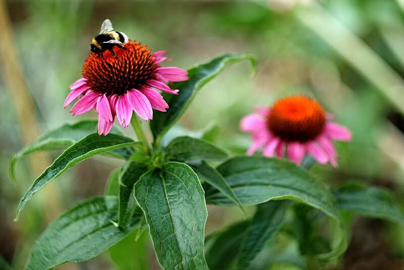 File:Bumblebee on a Flower.JPG