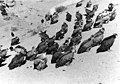 Bundesarchiv Bild 135-S-15-08-34, Tibetexpedition, Himmelsbestattung, Geier.jpg