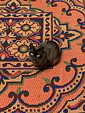 Gambar mini seharga Kucing burma