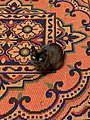 Burmese cat.jpg
