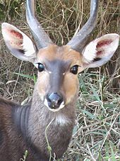 Close-up of a bushbuck ram from the Kruger National Park, South Africa Bushbuck(1).jpg