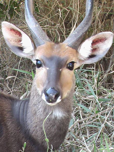 Close-up of a bushbuck ram from the Kruger National Park, South Africa