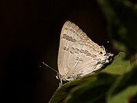 Butterflies from JP Nagar forest Bangalore (17).jpg