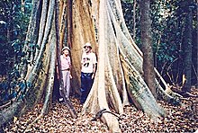 Buttress roots. Jensen's Crossing near Cooktown, Australia. 1988 Buttress roots. Jensen's Crossing near Cooktown, Australia. 1988.jpg