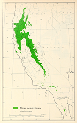 Range map, 1966 (Geographic distribution of the pines of the world, Critchfield & Little)