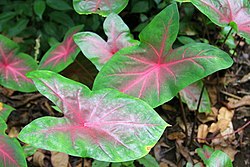 칼라디움(Caladium bicolor)