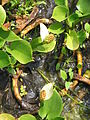 Calla palustris01.jpg