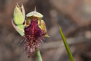 <i>Calochilus stramenicola</i> Species of orchid