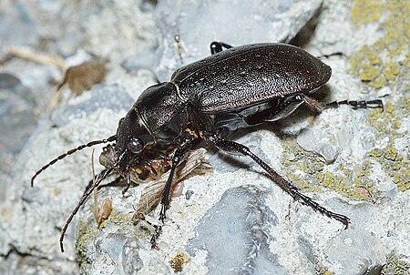 Calosoma_investigator