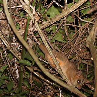 <span class="mw-page-title-main">Bare-tailed woolly opossum</span> Species of marsupial