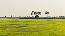 Paddy field in Siem Reap Province Cambodia's rice fields.jpg