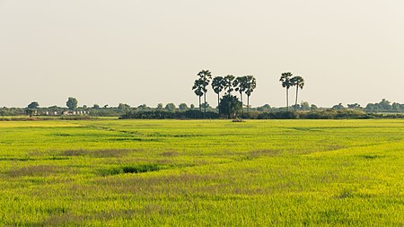 Fail:Cambodia's_rice_fields.jpg