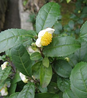 Jardín Botánico de Stavanger