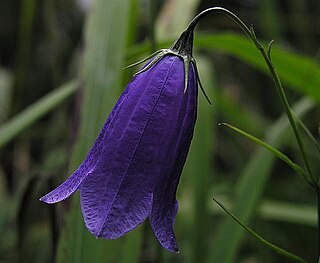 <i>Campanula pulla</i> Species of plant