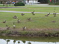 Canadian geese