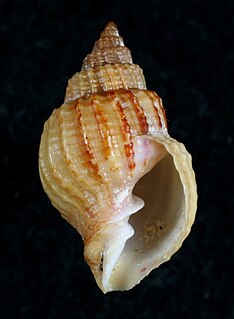 <i>Cancellaria albida</i> Species of gastropod