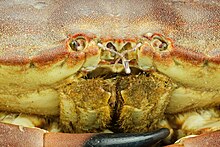 The close-up Cancer pagurus - Crabe dormeur - Tourteau - 004.jpg