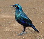 Cape glossy starling (Lamprotornis nitens) (17263790265).jpg